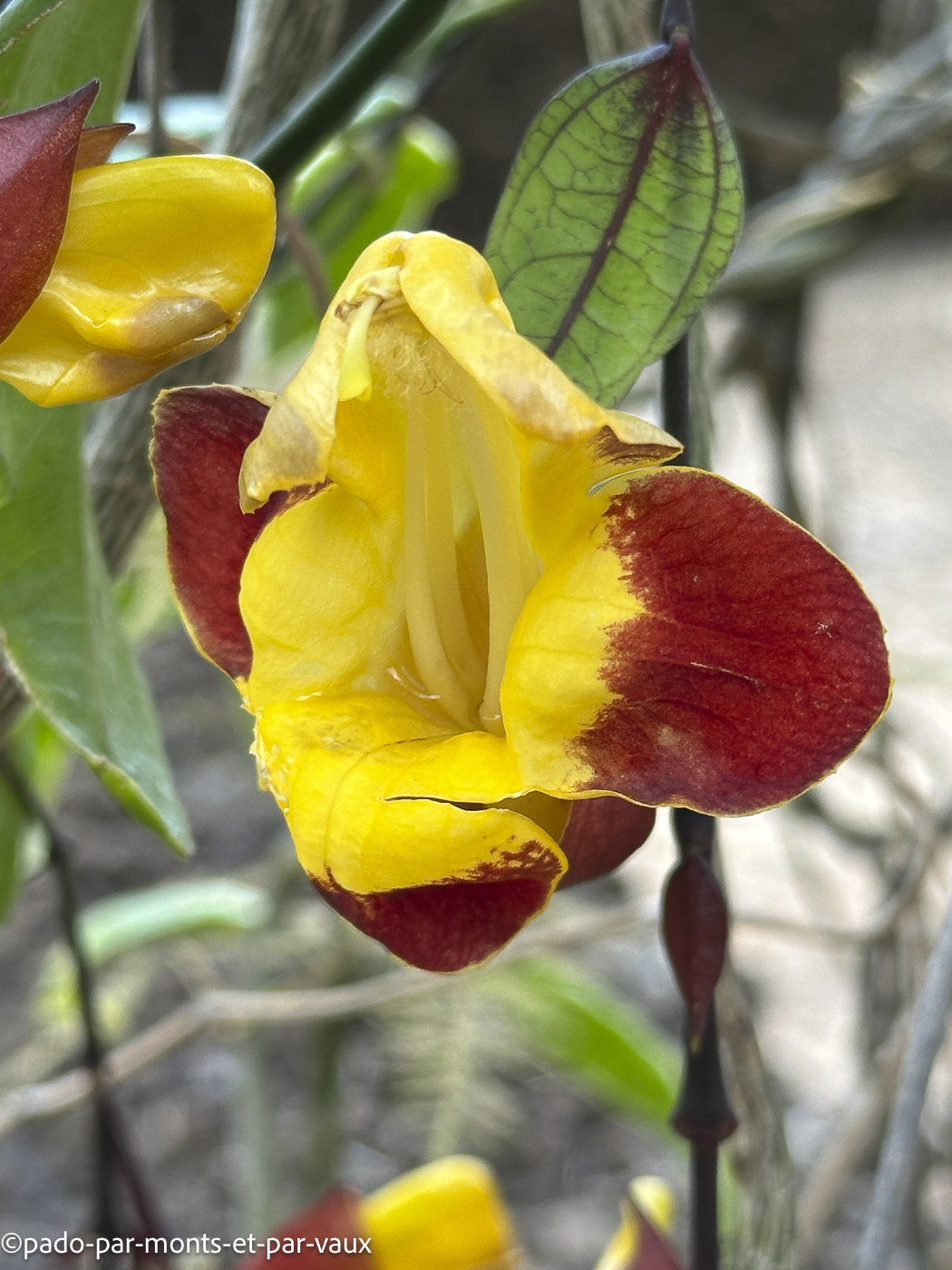 Funchal-liane de Mysore Funchal-jardin botanique