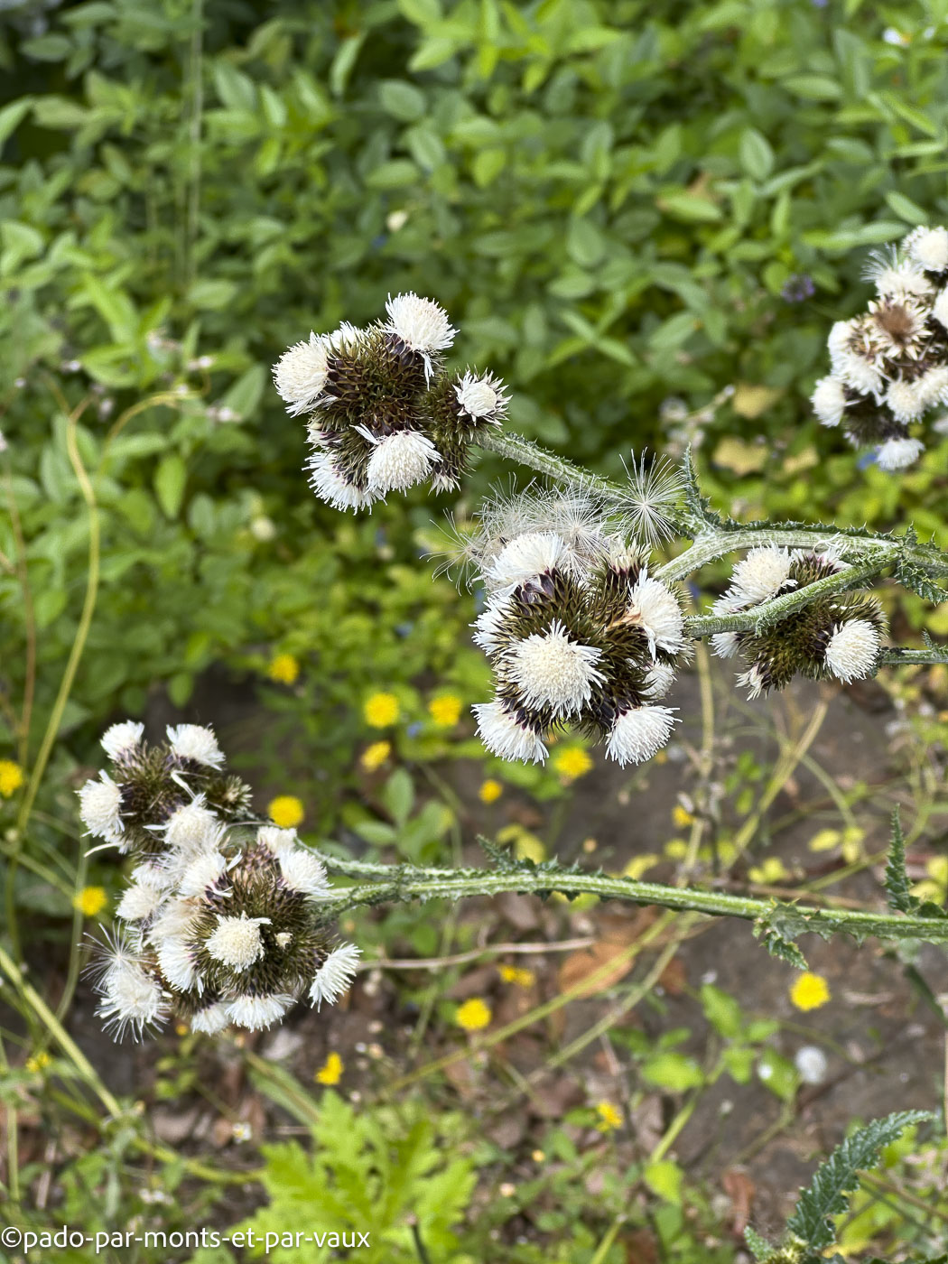 Eupatoire blanche Eupatoire blanche
