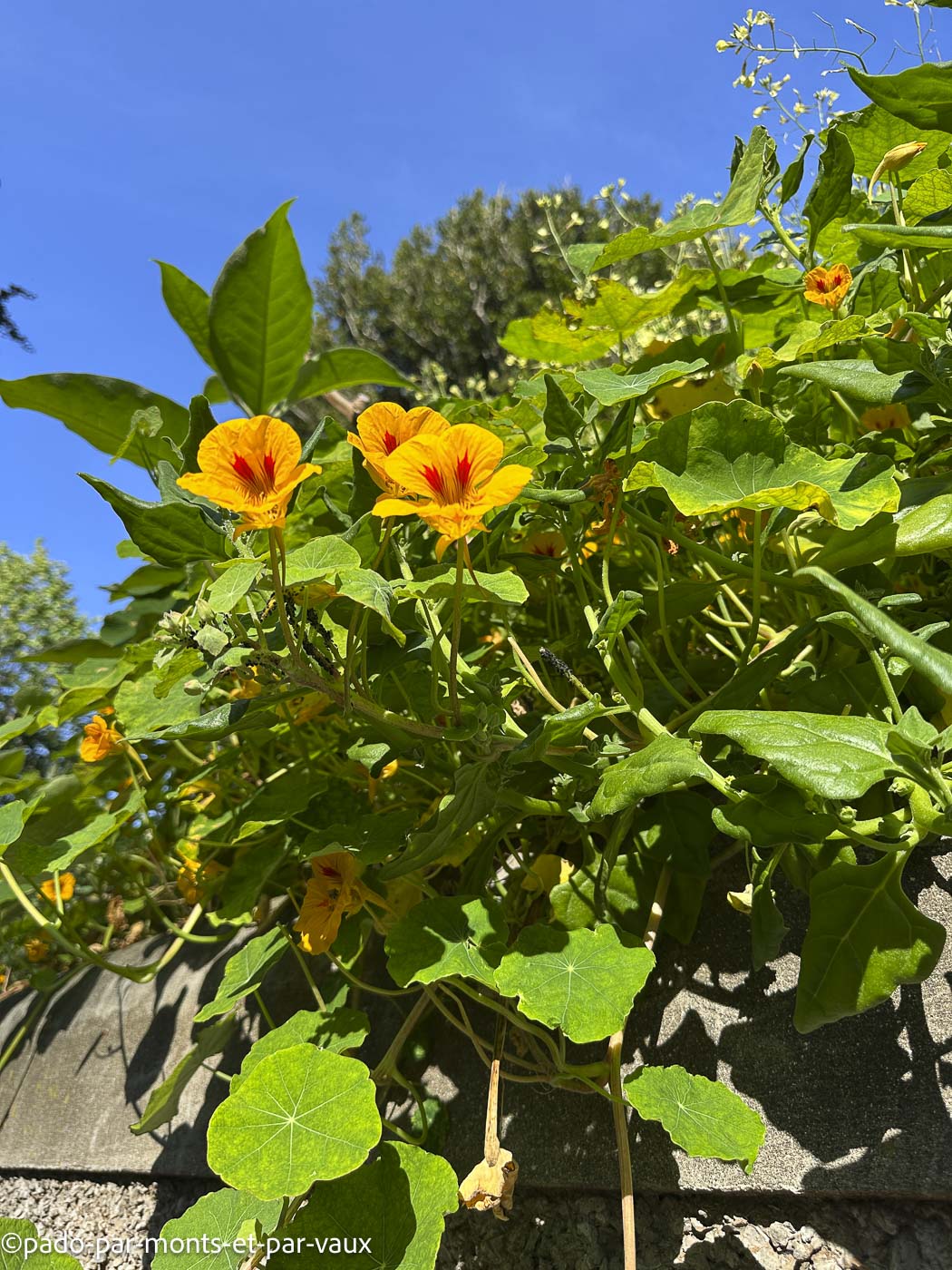 Funchal-grande capucine Funchal-grande capucine