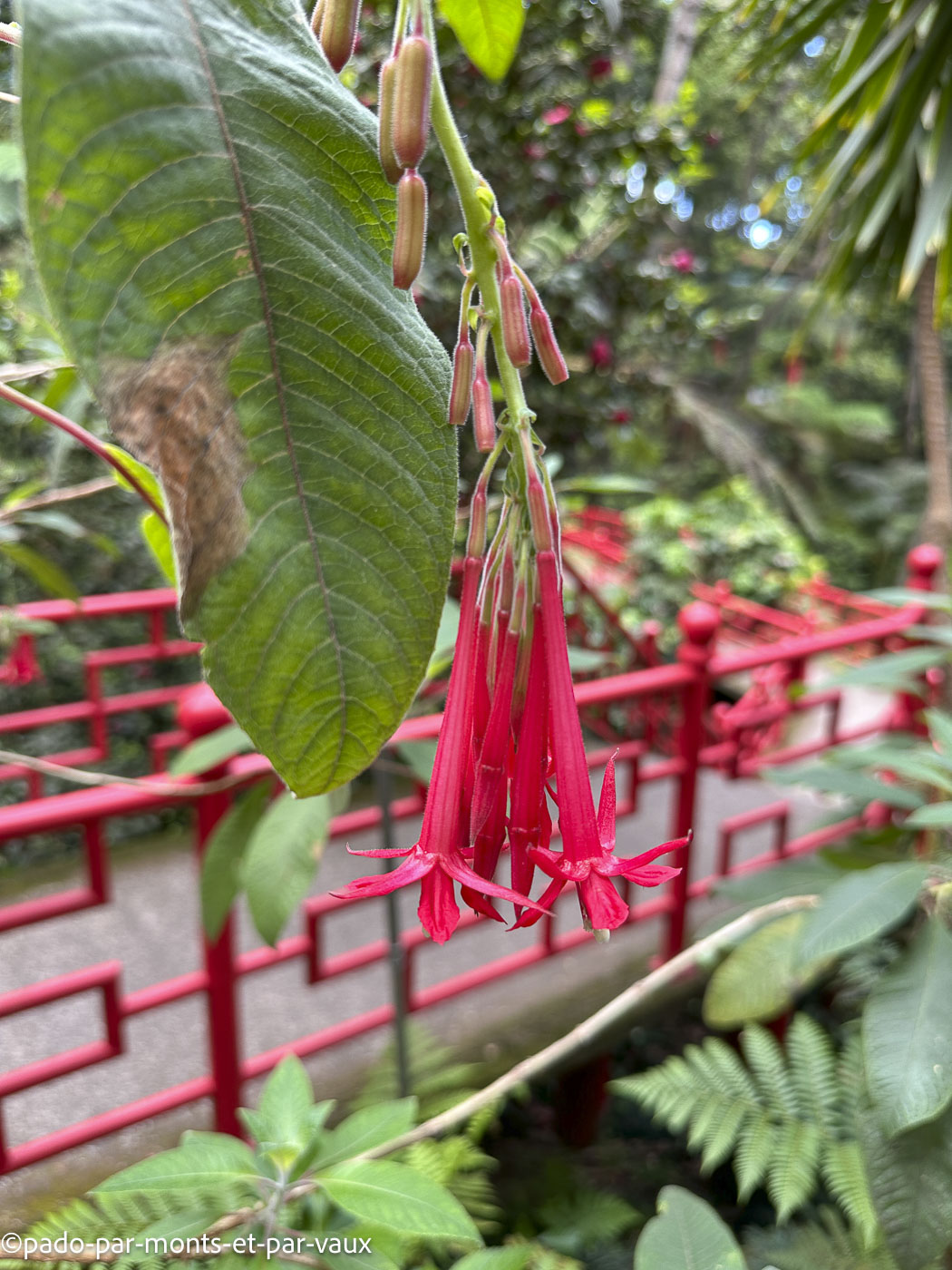 Funchal-Fuchsia boliviana Funchal-Fuchsia boliviana
