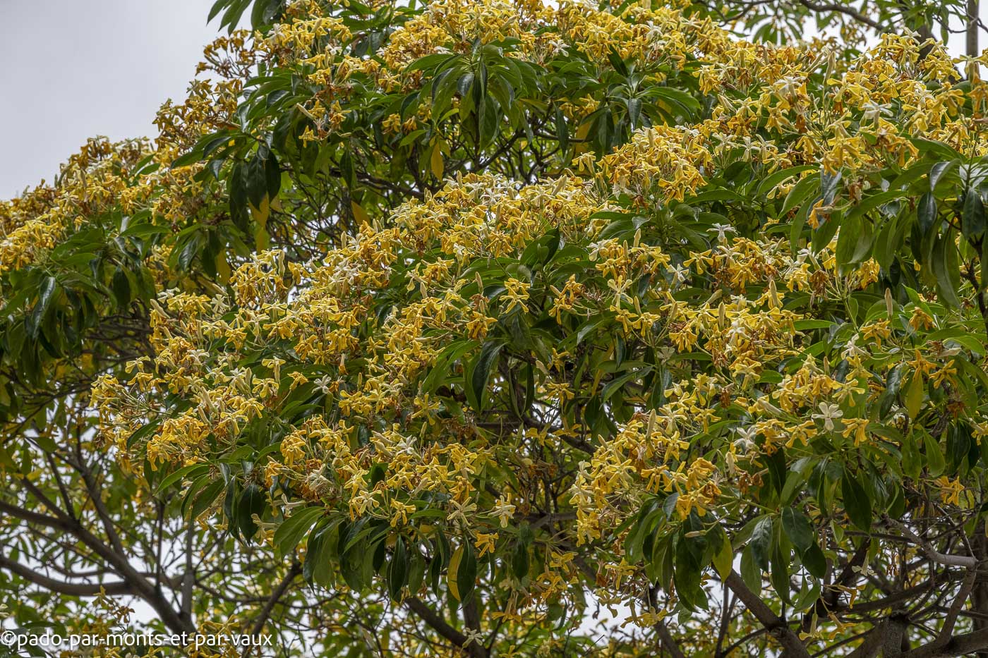 Funchal-Hymenosporum Funchal-Hymenosporum
