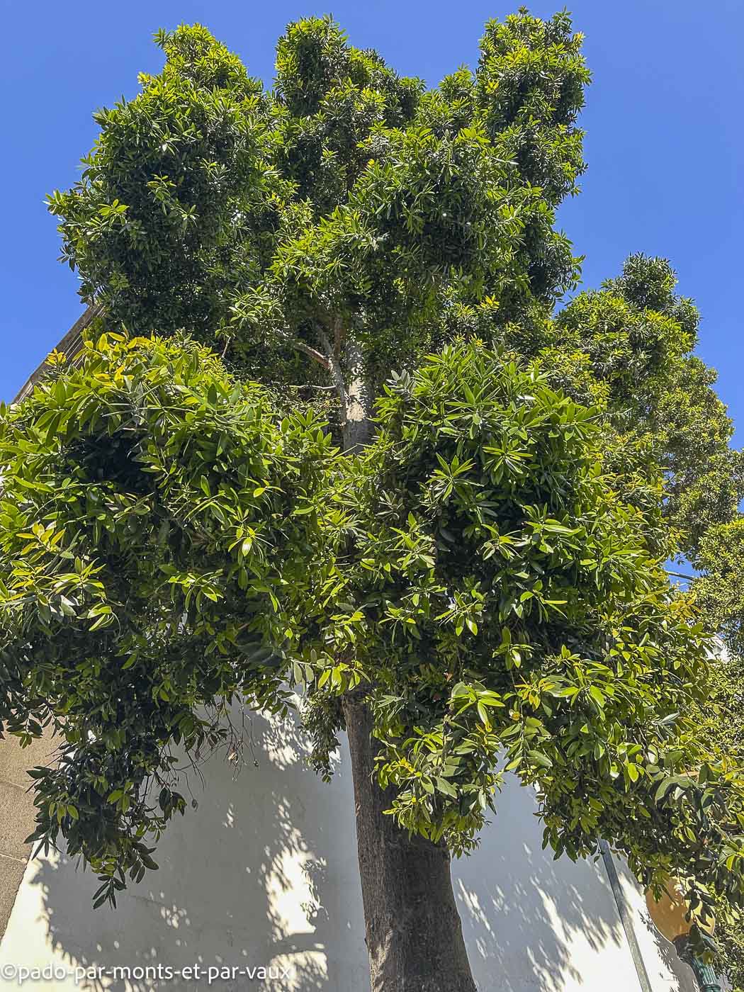 Funchal-Kauri Funchal-Kauri