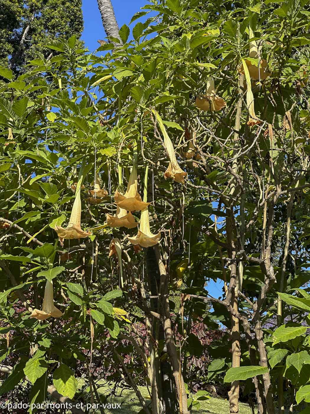 Funchal-Santa Catarina -Brugmansia Funchal-Santa Catarina -Brugmansia