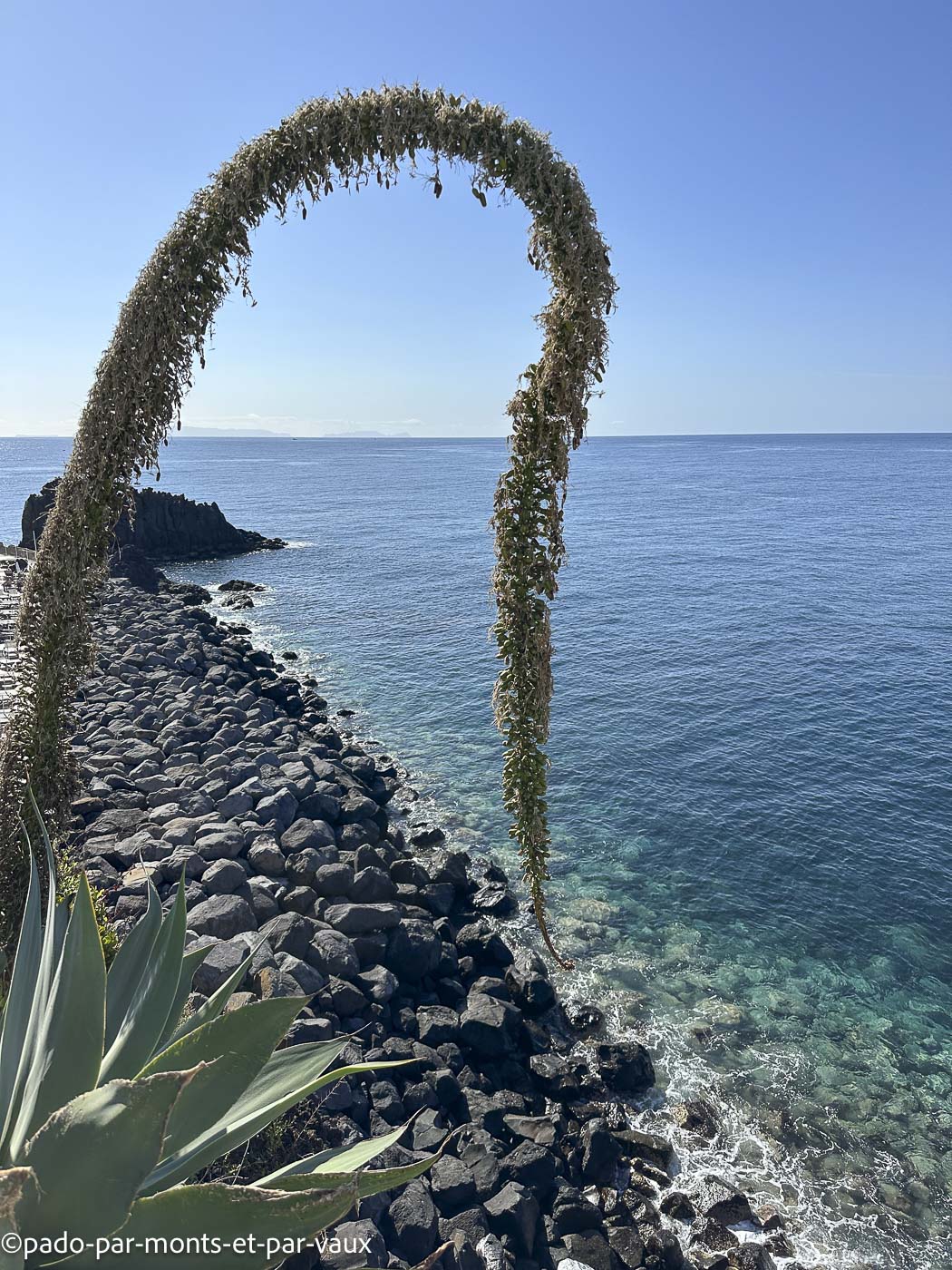 Funchal-bord de mer-agave Funchal-bord de mer-agave