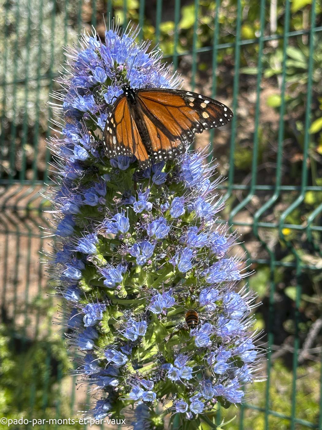 Funchal- vipérine Funchal- vipérine