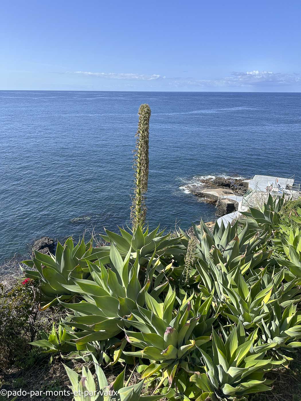 Funchal-bord de mer Funchal-bord de mer-agave