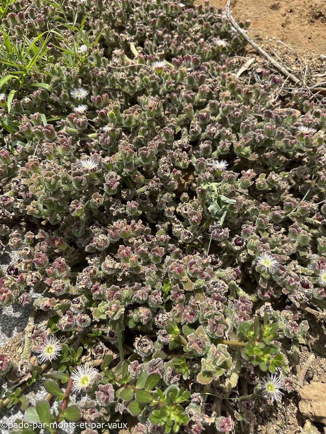 Camara dos lobos- ficoide glaciale Camara dos lobos- ficoide glaciale