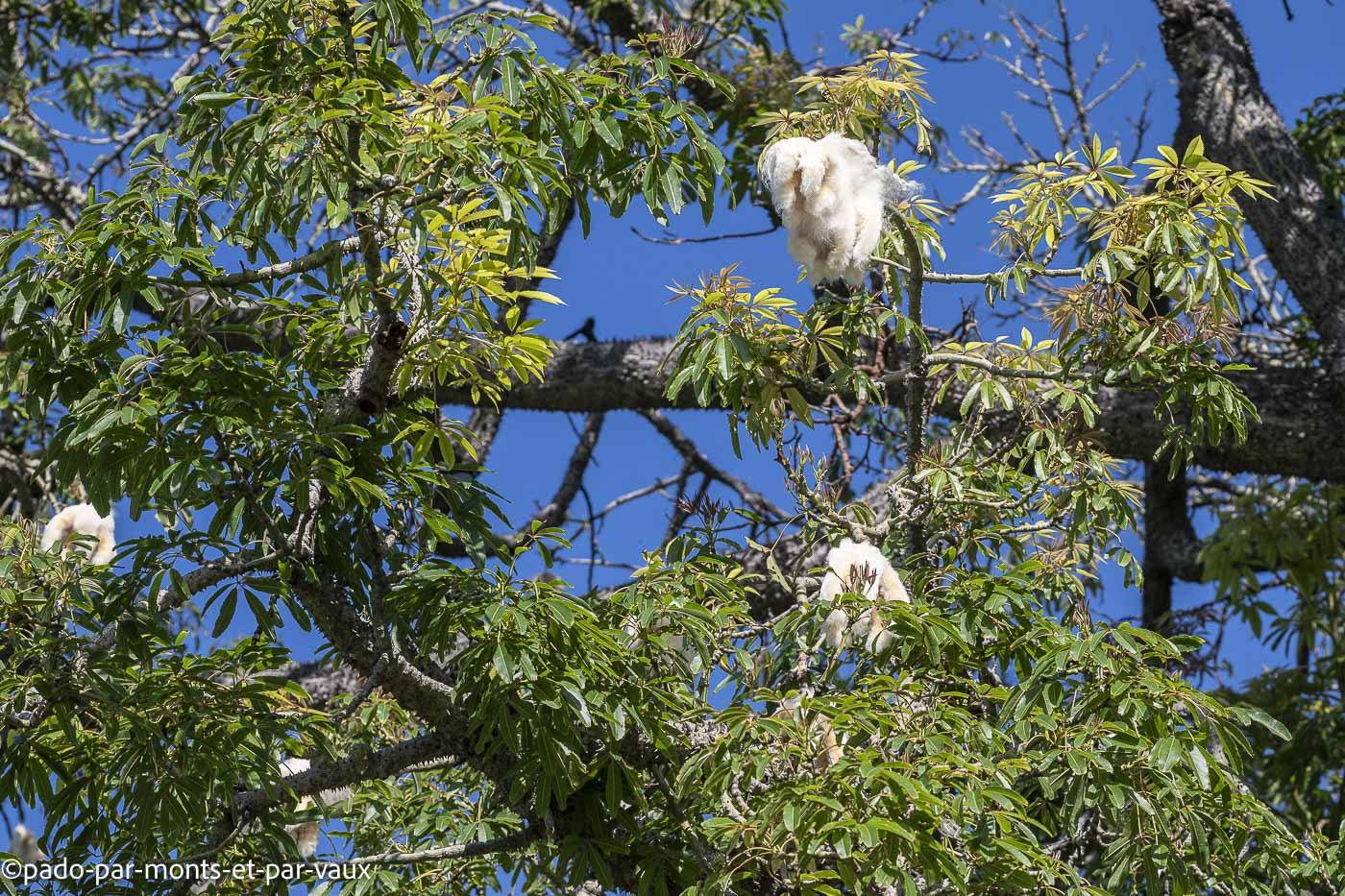 Funchal- faux Kapokier Funchal- faux Kapokier