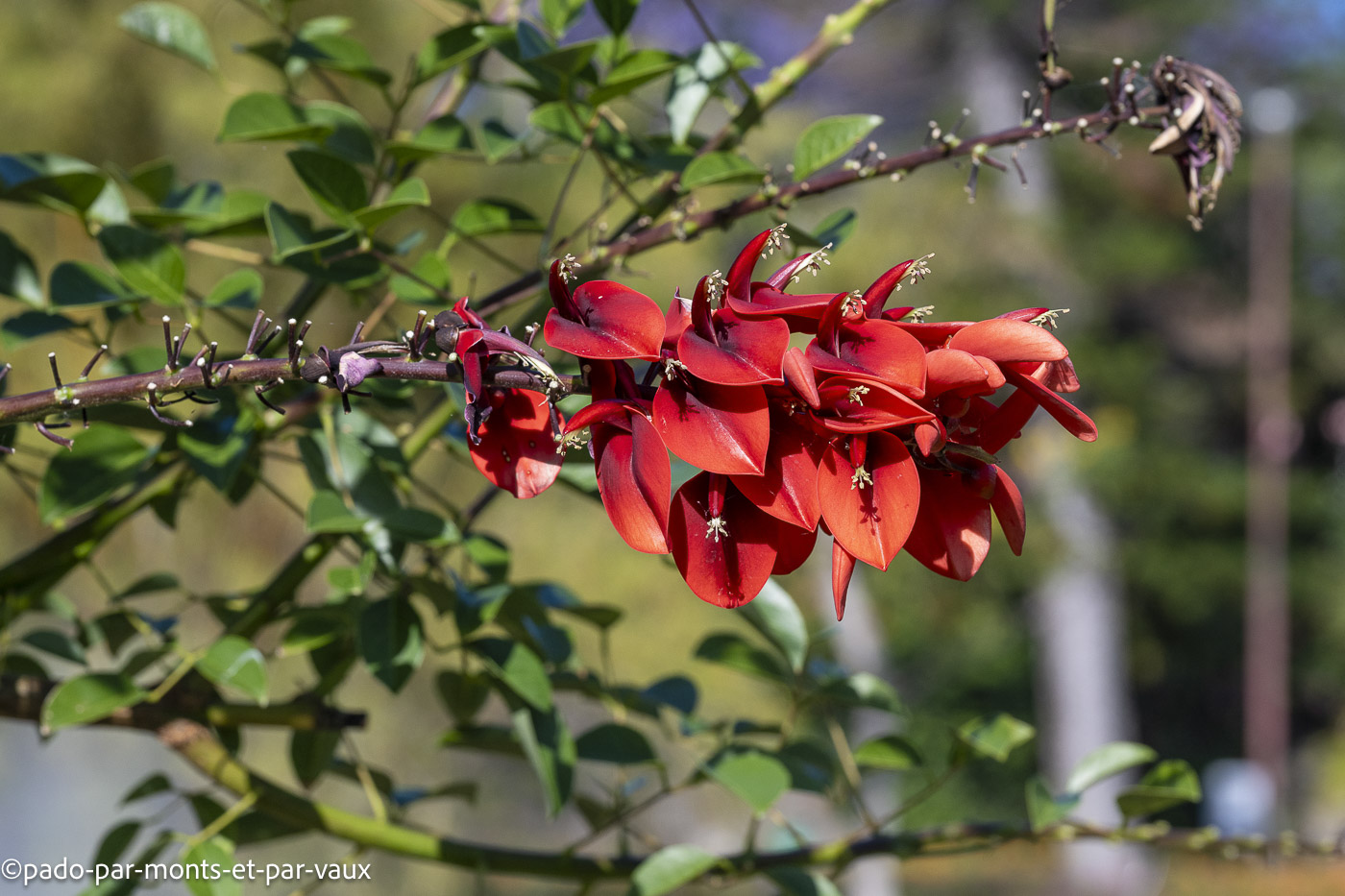 Funchal-Erythrine Funchal-Erythrine