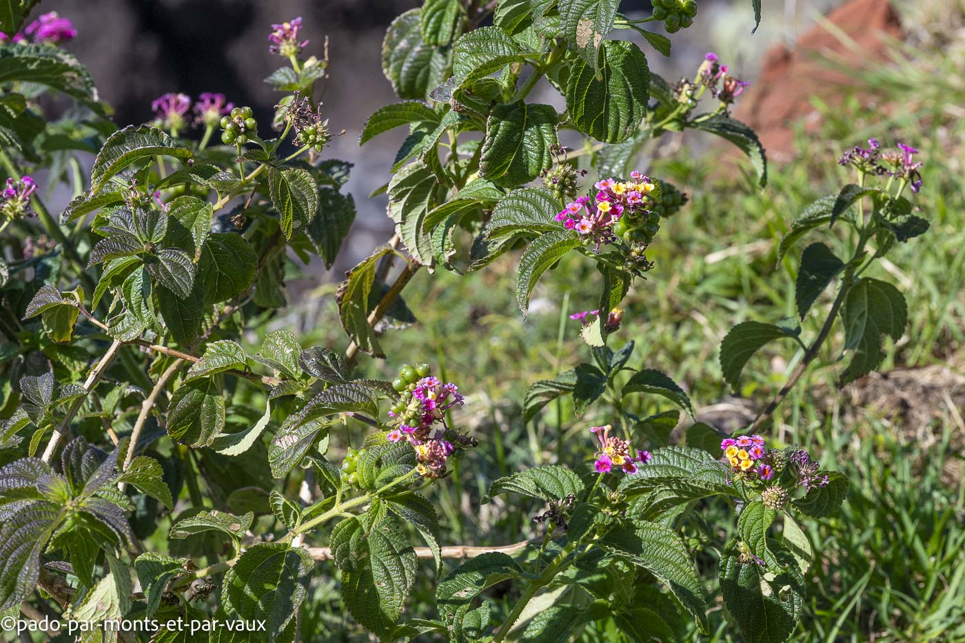 Funchal-bord de mer-Lantana Funchal-bord de mer-Lantana
