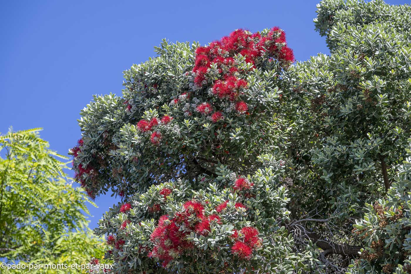 Funchal-bord de mer - metrosideros Funchal-bord de mer - metrosideros