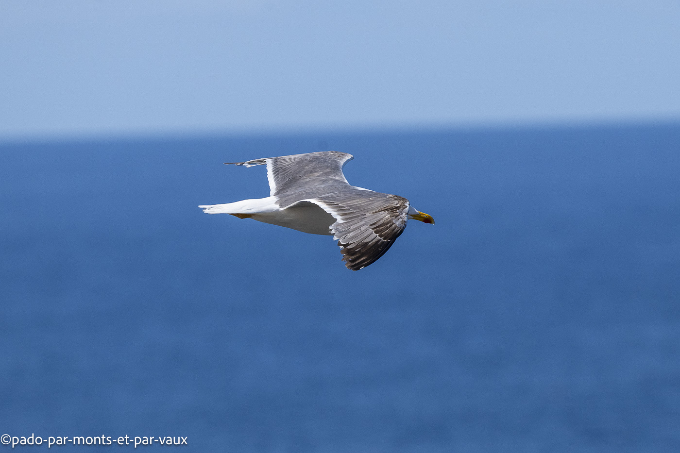 Funchal-bord de mer-goeland Funchal-bord de mer-goeland