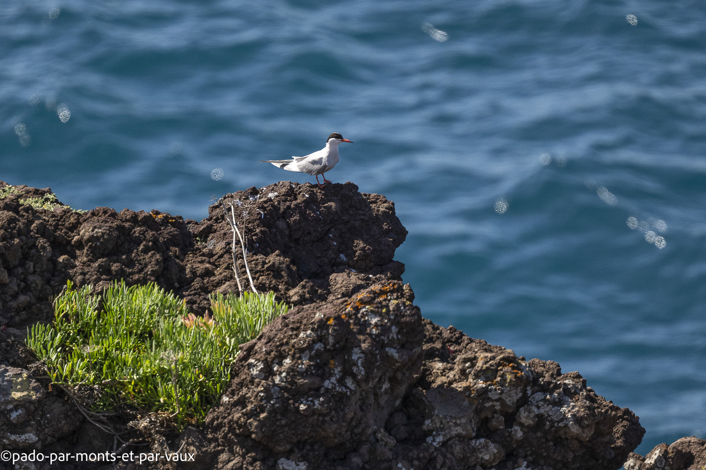 Funchal-bord de mer-sterne Funchal-bord de mer-sterne