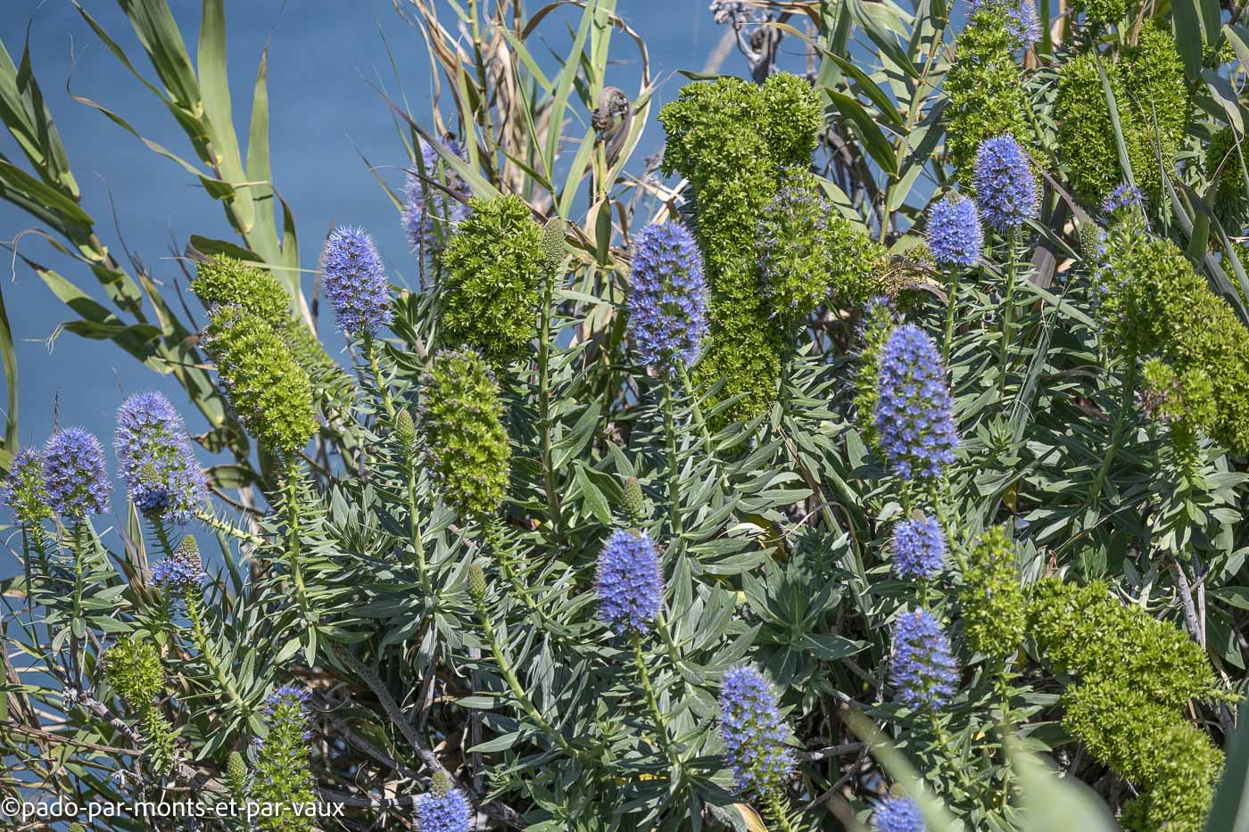 Funchal-bord de mer-Vipérines Funchal-bord de mer
