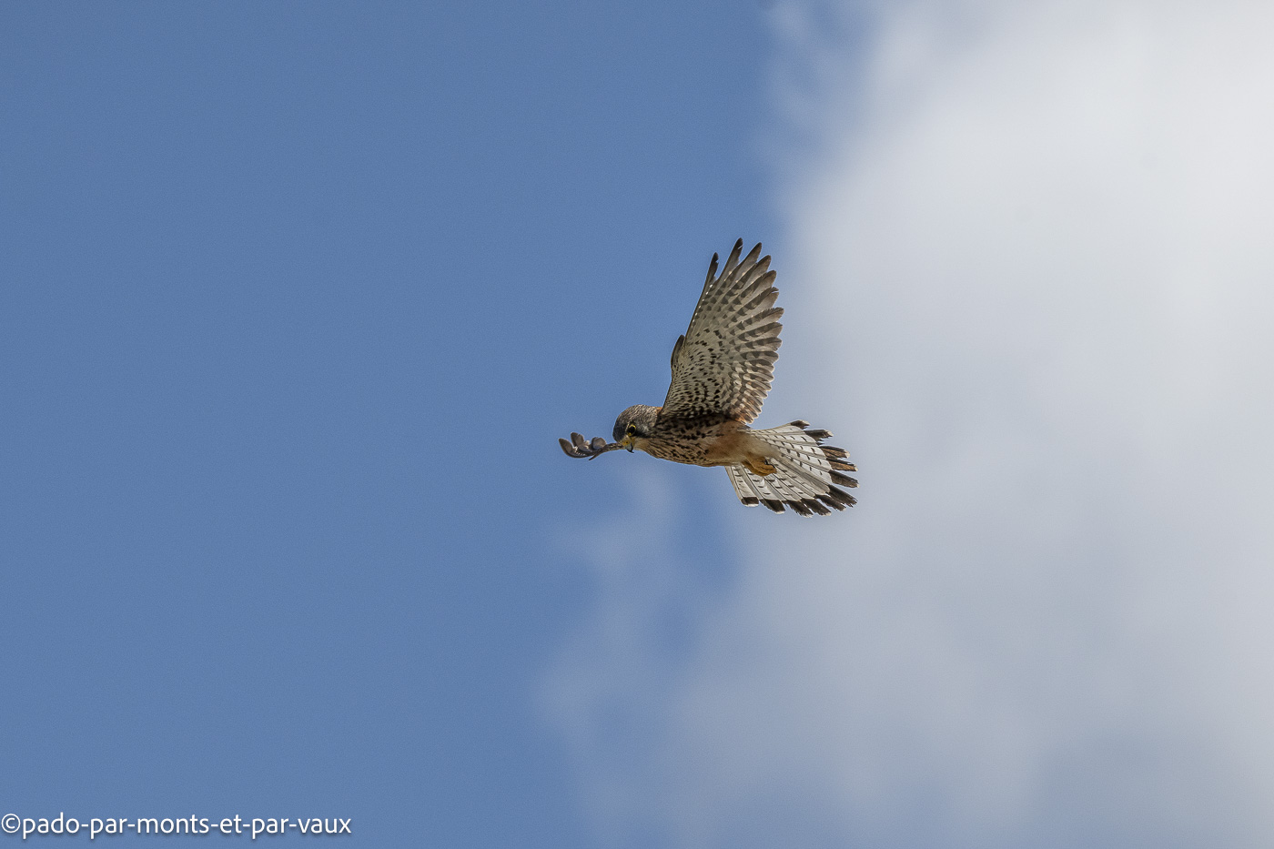 Madère - crecerelle Madère - crecerelle