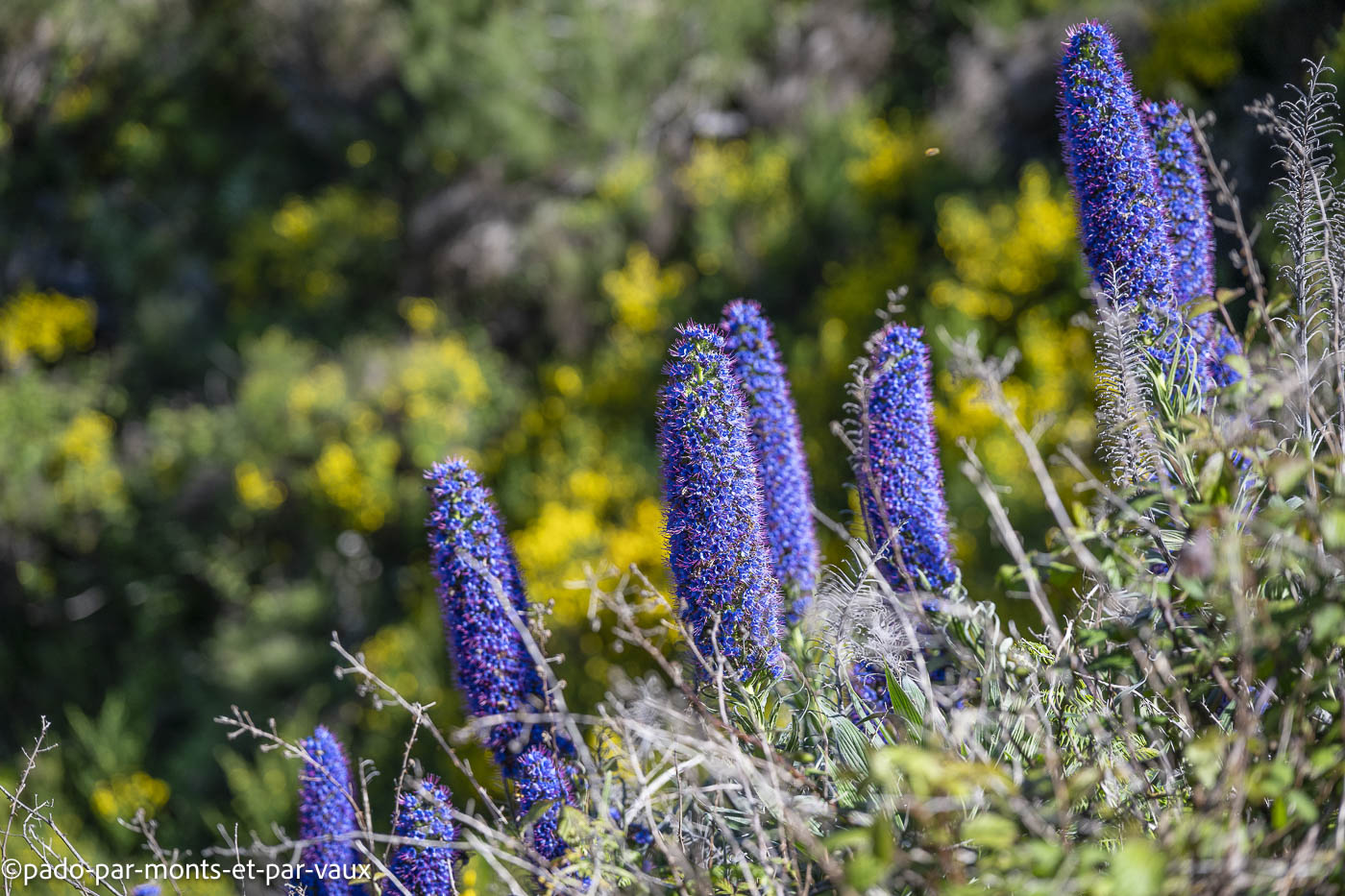Madere-Eira do Serrado-viperine de Madere Madere-Eira do Serrado