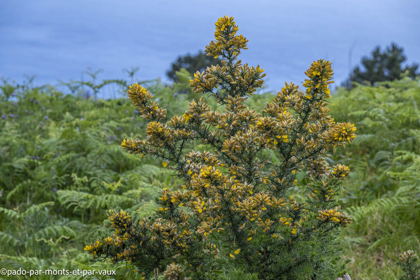 Madere-Faja da Ovelha-Ajonc Madere-Faja da Ovelha - levada Nova