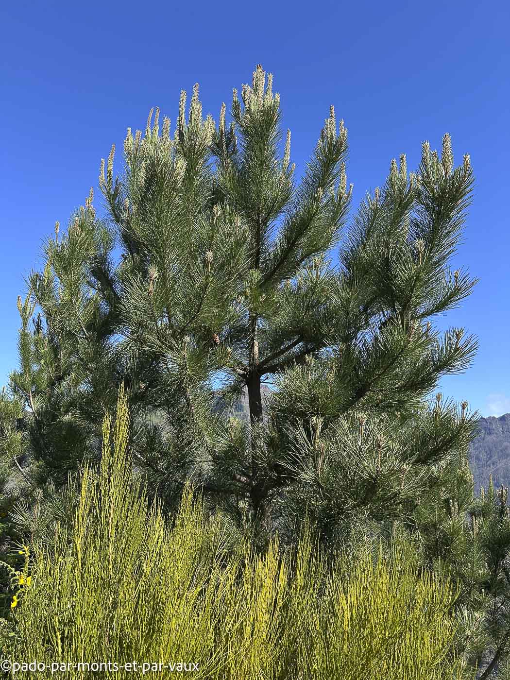 Madere-Eira do Serrado -pin des canaries Madere-Eira do Serrado -pin des canaries