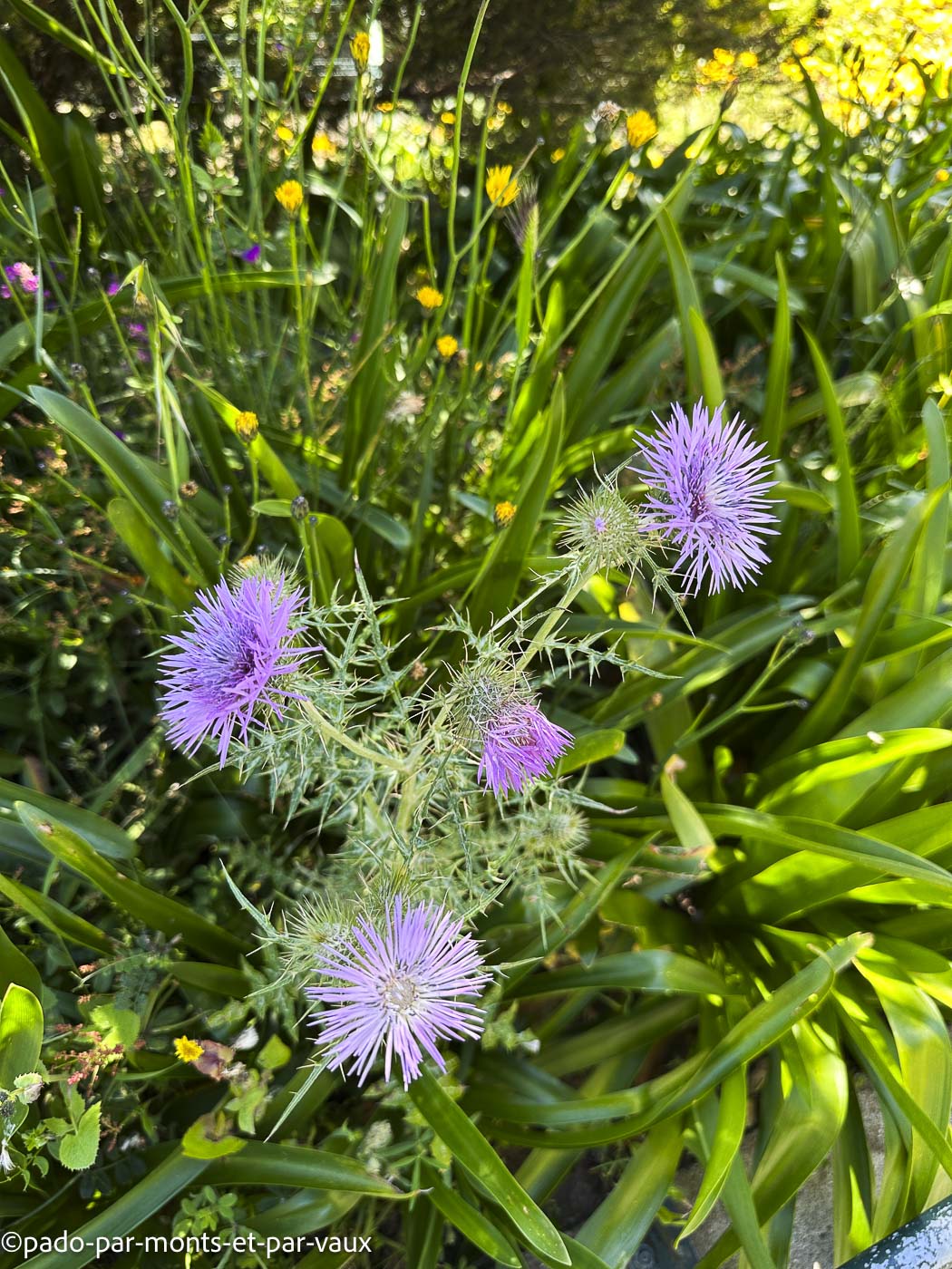 Madere-Eira do Serrado-chardon laiteux Madere-Eira do Serrado-chardon laiteux