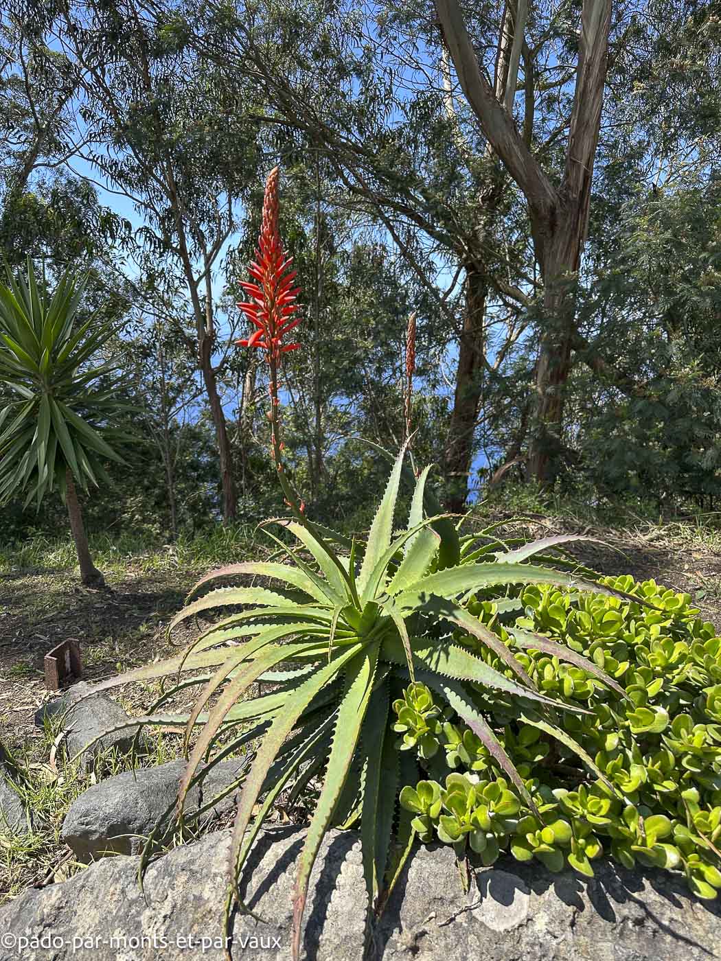 Madere-Cabo Girao-Aloes arborescent Madere-Cabo Girao-Aloes arborescent