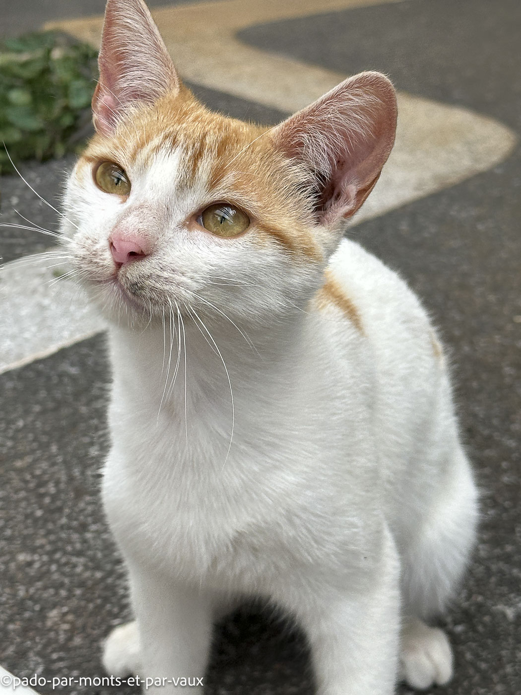 Madere-Jardim do Mar Madere-Jardim do Mar