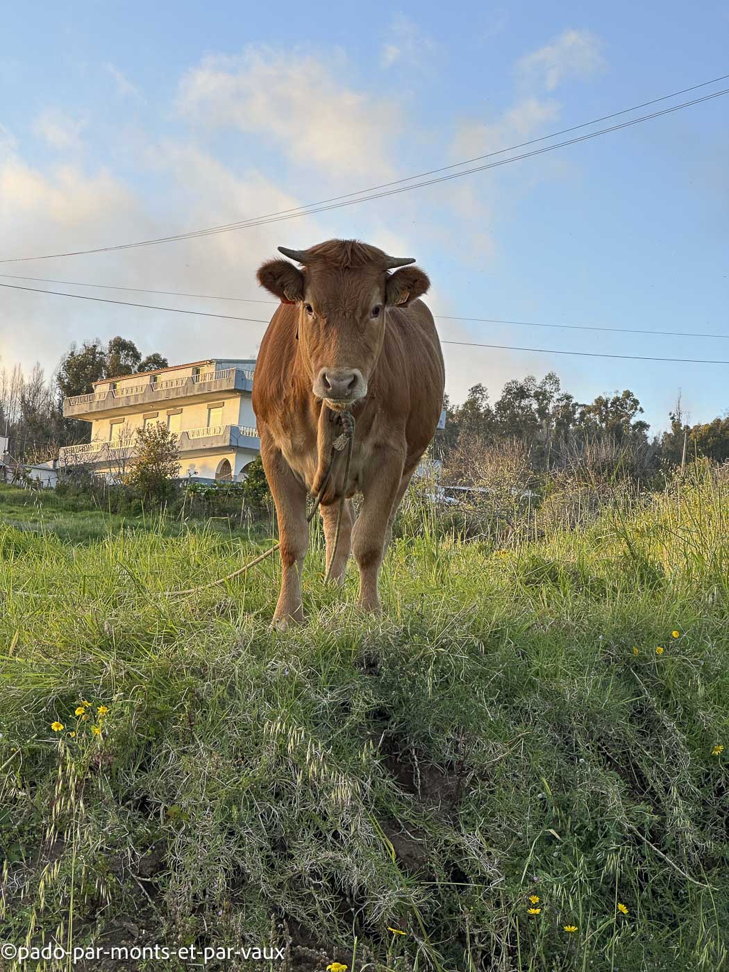 Madere-Faja da Ovelha Madere-Faja da Ovelha