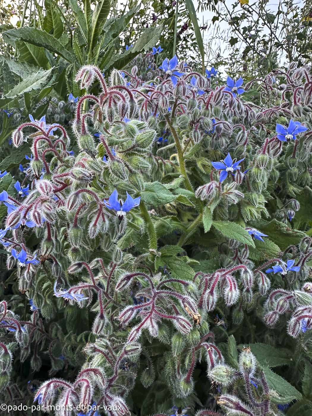 Madere-Faja da Ovelha - Bourrache Madere-Faja da Ovelha - Bourrache