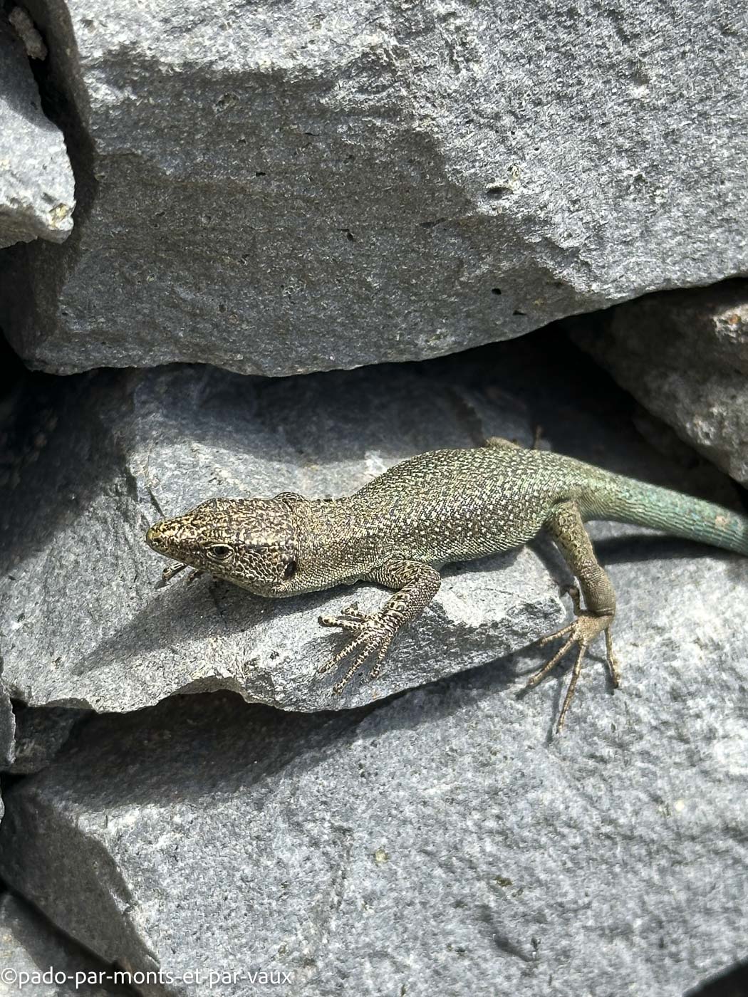 Madere-Faja da Ovelha Madere-Faja da Ovelha - levada Nova