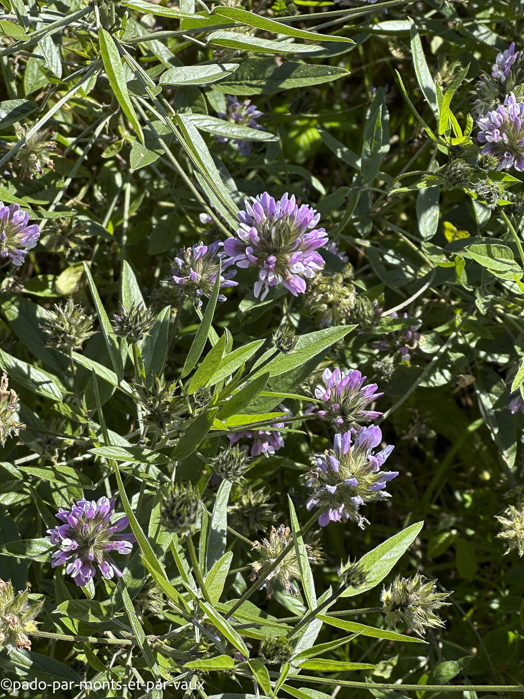 Madere-rando Ponta do Pargo- trèfle Madere-rando Ponta do Pargo- trèfle