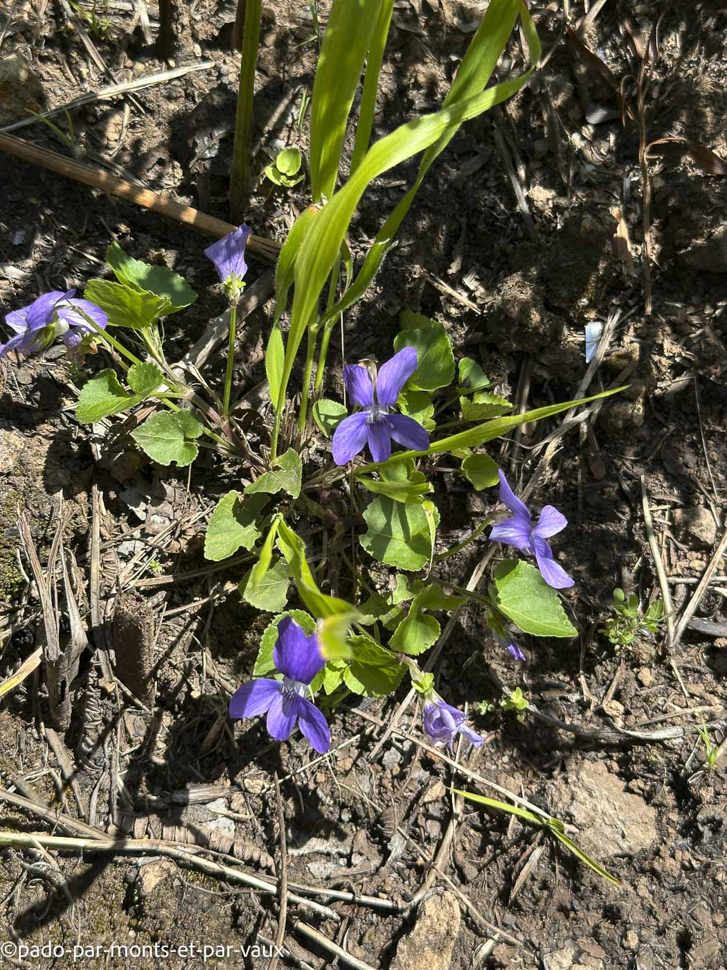 Madere-rando Ponta do Pargo Madere-rando Ponta do Pargo