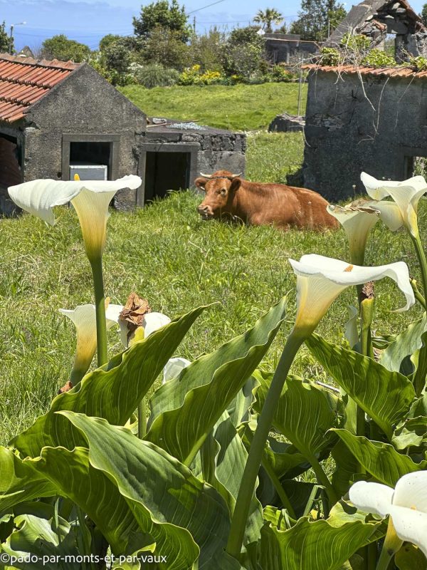 Madere-rando Ponta do Pargo-arum Madere-rando Ponta do Pargo-arum
