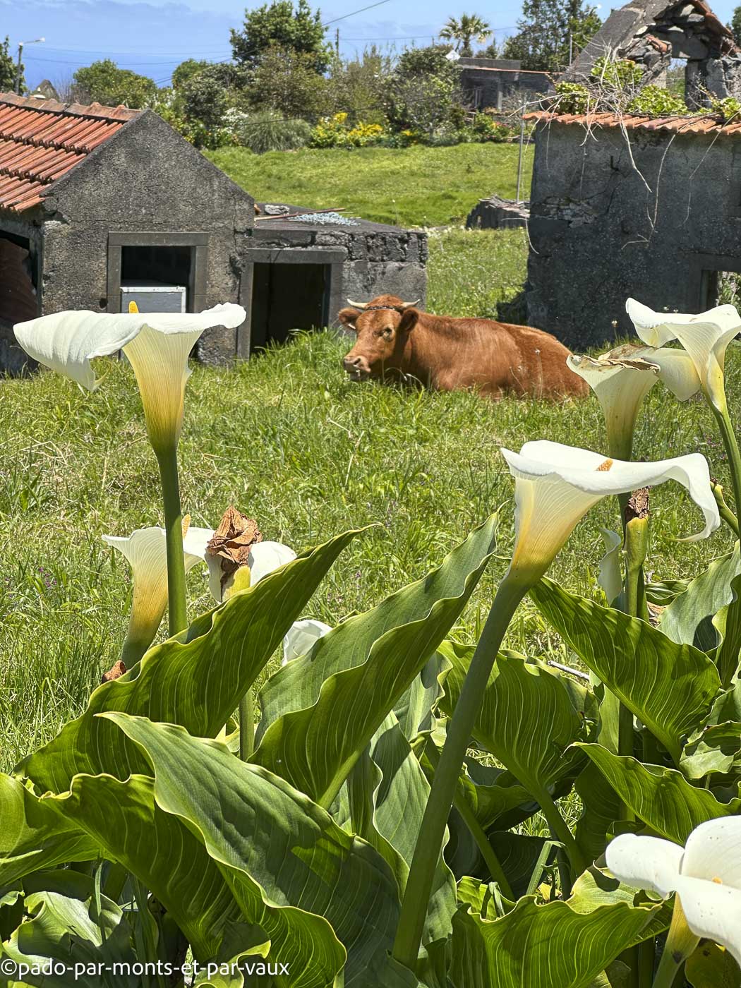 Madere-rando Ponta do Pargo Madere-rando Ponta do Pargo