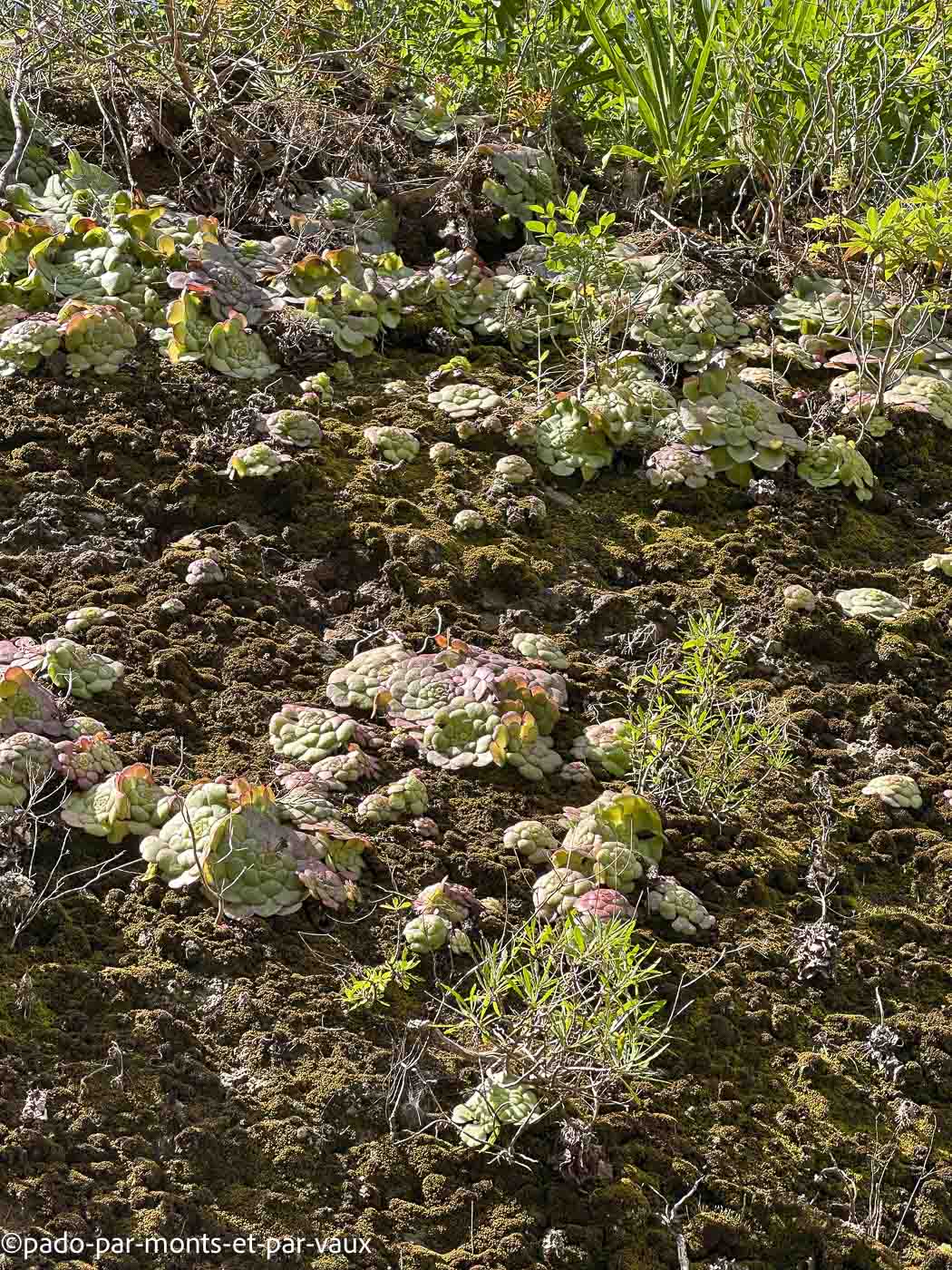 Madere-rando Ponta do Pargo Madere-rando Ponta do Pargo