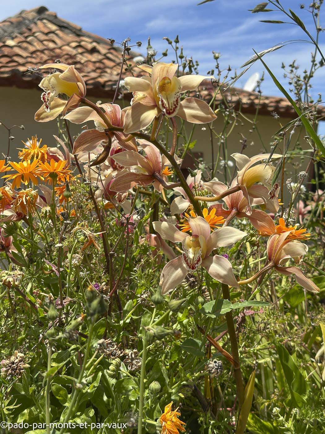 Madere-rando Ponta do Pargo-Cymbidium Madere-rando Ponta do Pargo-Cymbidium