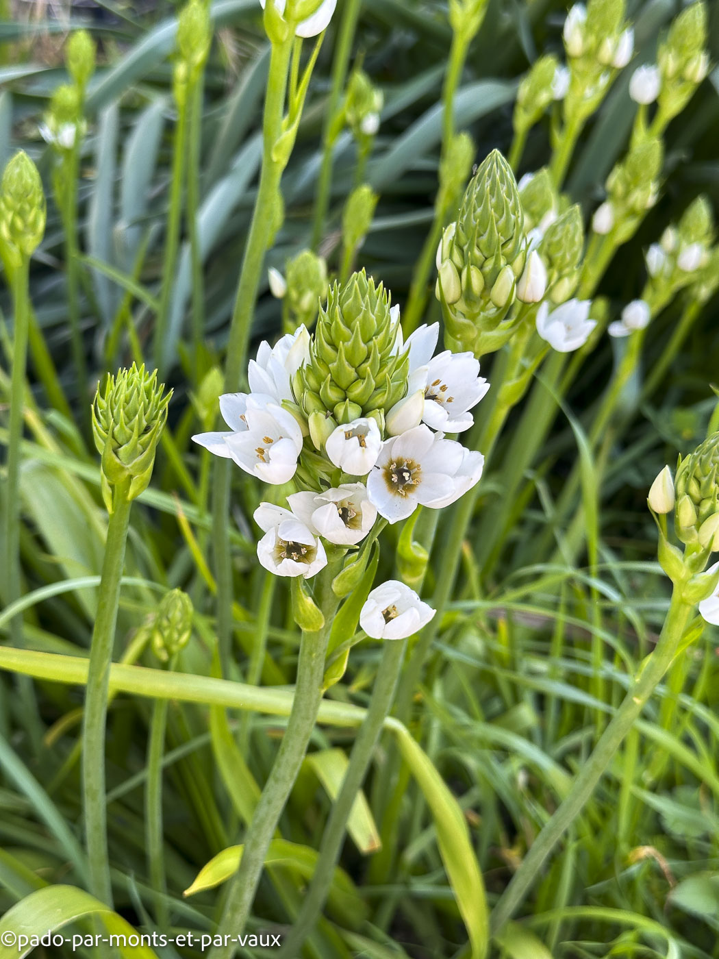 Madere-rando Ponta do Pargo Madere-rando Ponta do Pargo