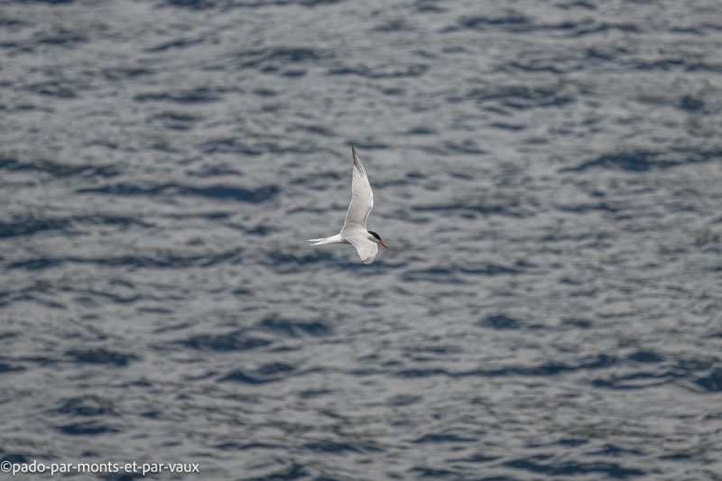 Madere-Porto Moniz-sterne Madere-Porto Moniz-sterne