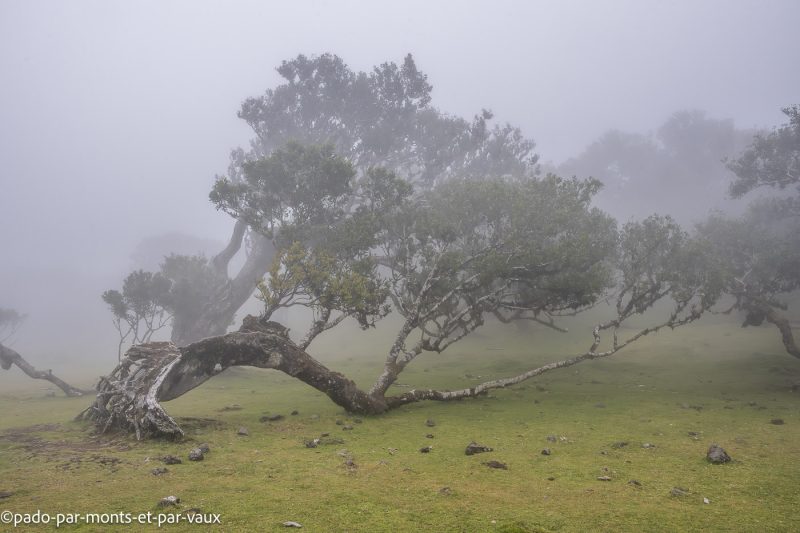 Madere-Foret de Fanal Madere-Foret de Fanal