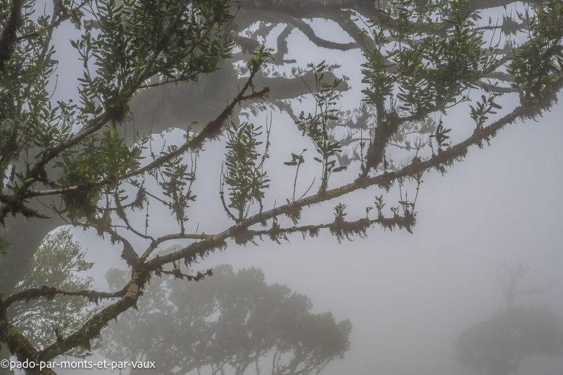 Madere-Foret de Fanal Madere-Foret de Fanal