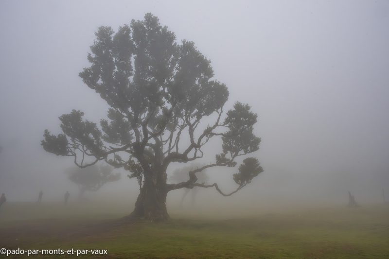 Madere-Foret de Fanal Madere-Foret de Fanal