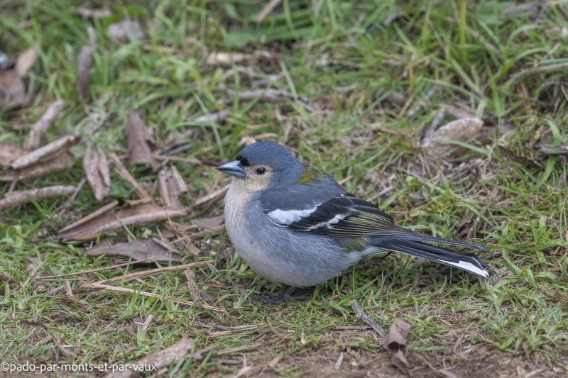 Madere-Pinson de madere Madere-Pinson de madere