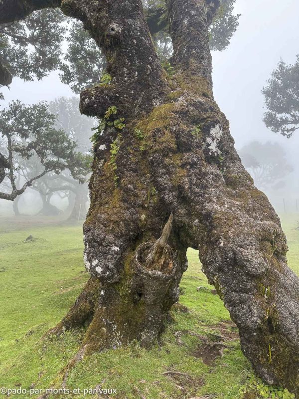 Madere-Foret de Fanal Madere-Foret de Fanal