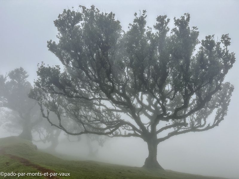 Madere-Foret de Fanal Madere-Foret de Fanal