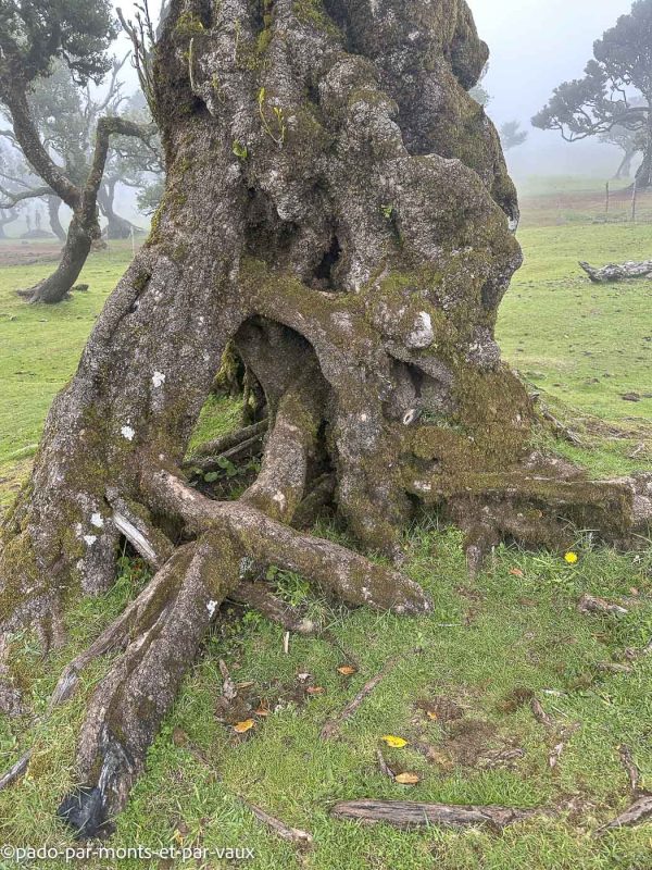 Madere-Foret de Fanal Madere-Foret de Fanal