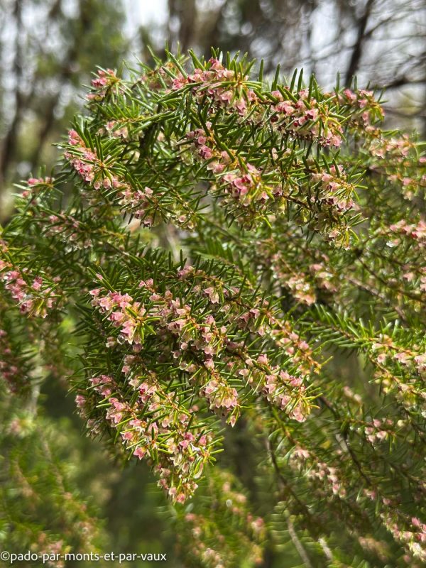 Madere-Cascade de Risco- Bruyère Madere-Cascade de Risco