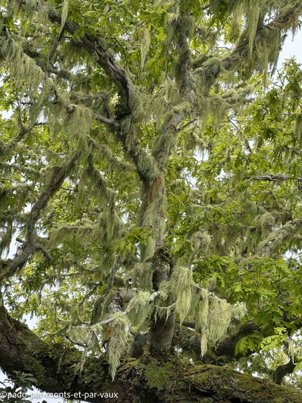 Madere-Cascade de Risco Madere-Cascade de Risco
