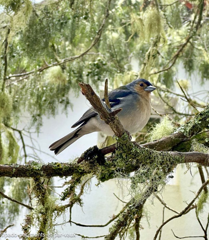 Madere-Cascade de Risco- Pinson Madere-Cascade de Risco
