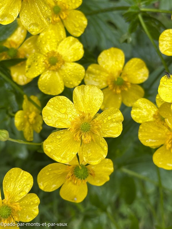 Madere-Cascade de Risco Madere-Cascade de Risco