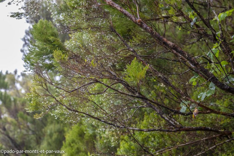Madere-Cascade de Risco Madere-Cascade de Risco