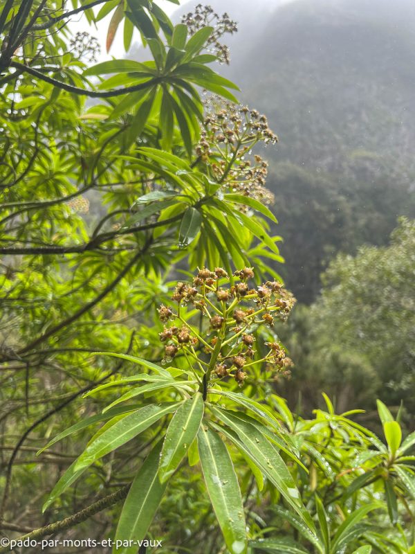 Madere-Cascade de Risco Madere-Cascade de Risco