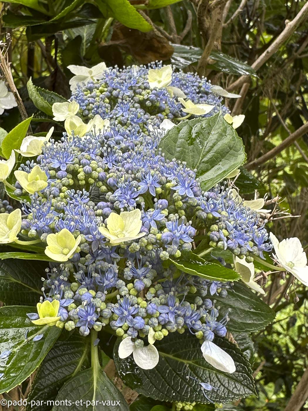 Madere-hortensia Madere-hortensia